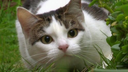 《猫咪观察 猫眼看世界》- 猫咪神奇的感官你了解吗？