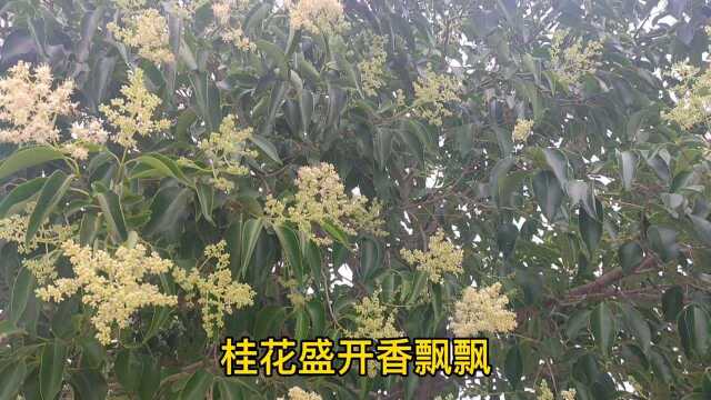 李庄乡平安路,两旁桂花开,花香随风来