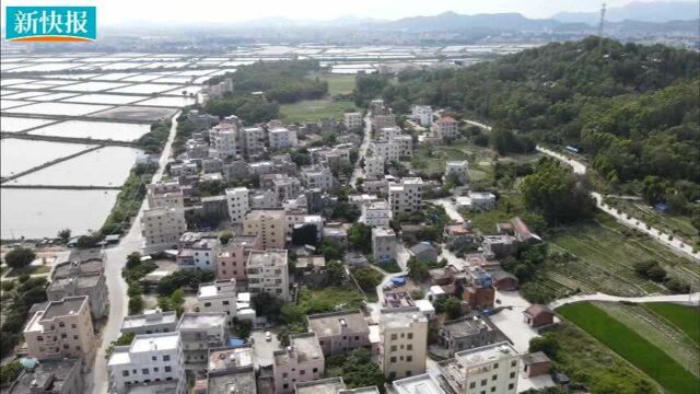 茂名市电白区:企业家引领乡村 海鸭蛋带来振兴希望