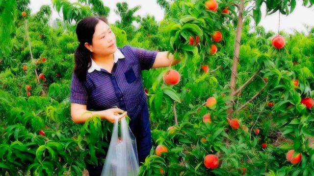 调研泗县实验学校学生劳动实践基地