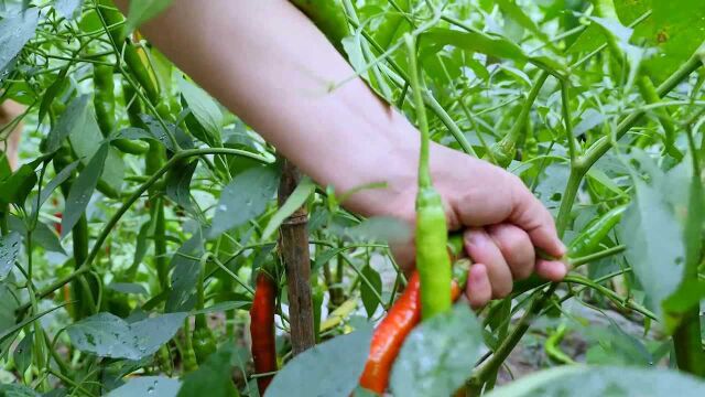 四川泡辣椒,川菜的灵魂,鲜辣脆爽,非常开胃下饭.