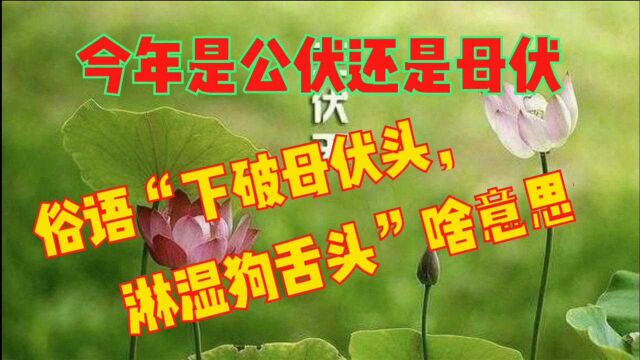 今年是公伏还是母伏?俗语“下破母伏头,淋湿狗舌头”,啥意思?