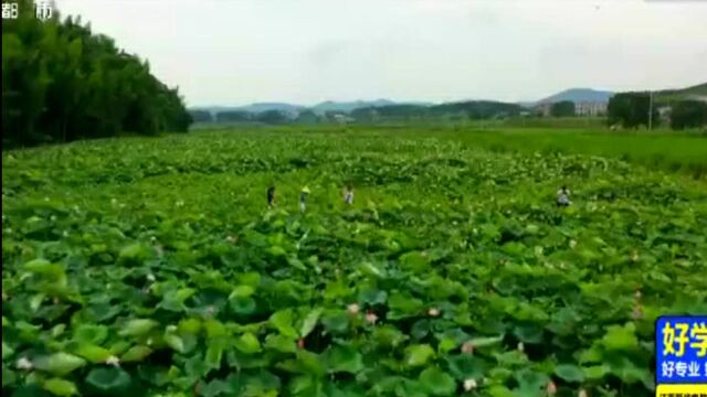 上饶万年:又做产业又造景 荷花盛开引客来