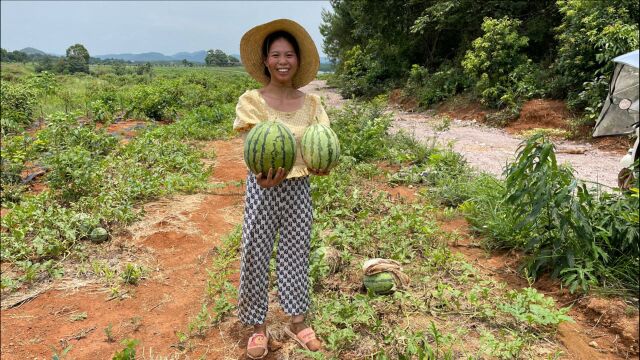 小秀去地里摘西瓜,20多斤的大西瓜,你们想吃吗?