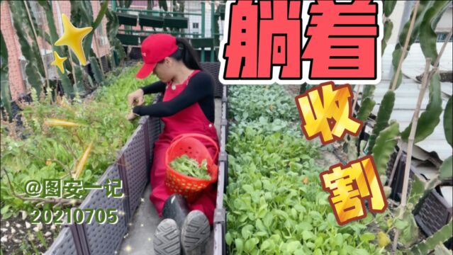 【图安一记】看我躺着就收获了小白菜 (2)