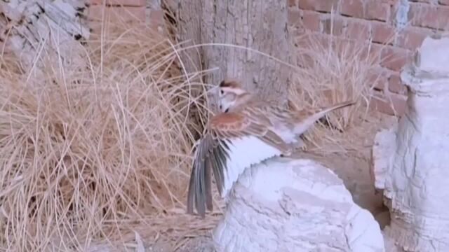 十年老百灵村口安营扎寨引来同伴,展翅花口燕鸣雀欢唱不停