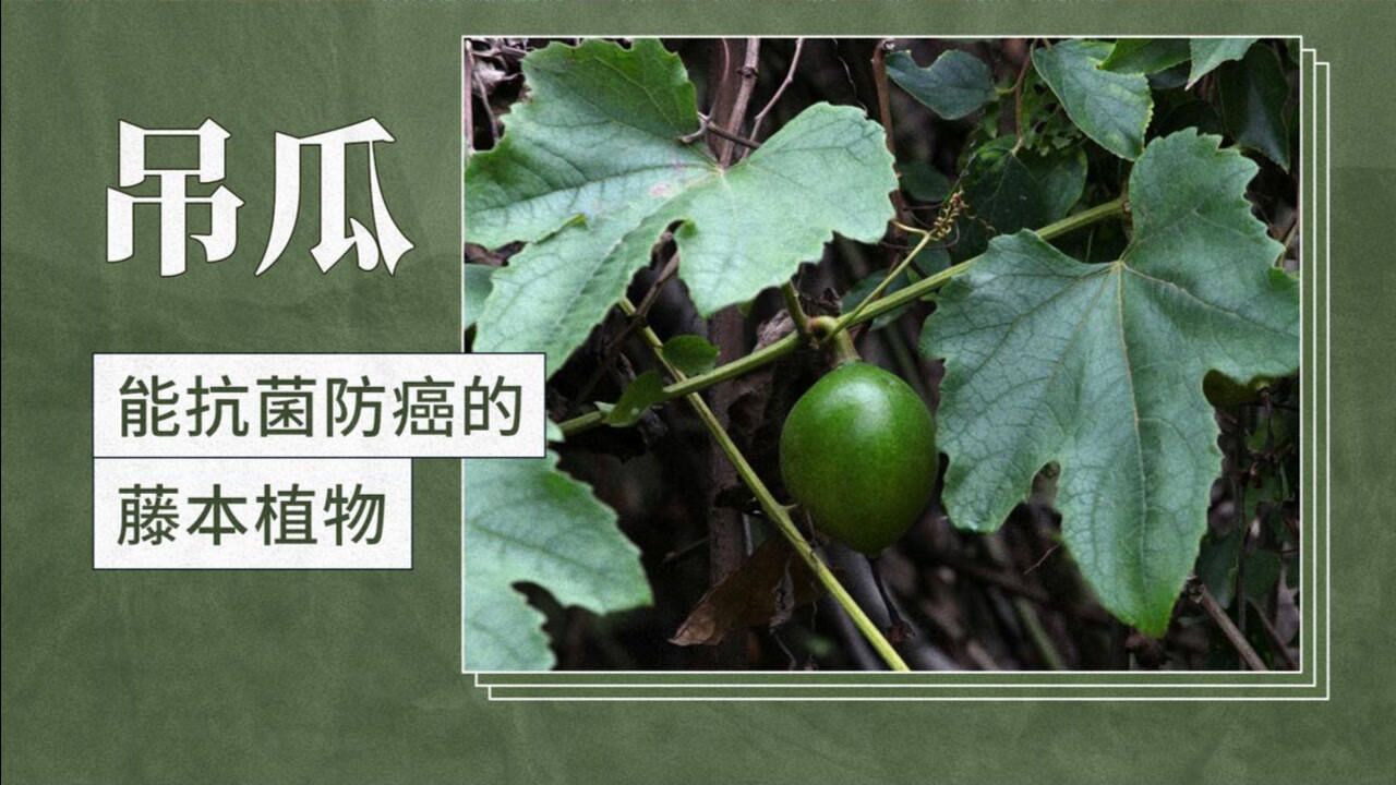吊瓜能抗菌防癌的藤本植物究竟还有何奇特功效