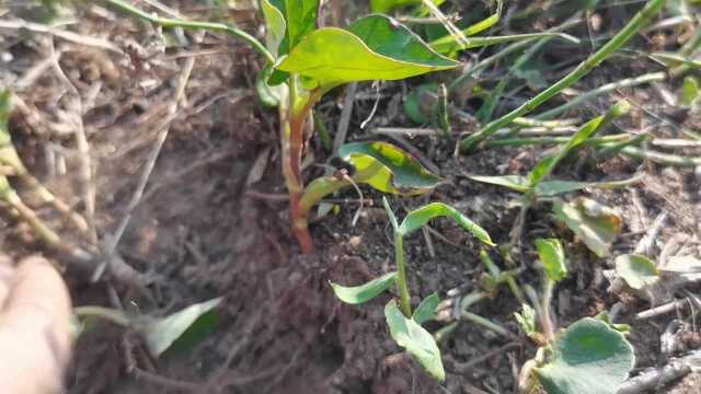 野生的鱼腥菜,田间地头你说它香吗?一切如此的美好,平凡最珍贵