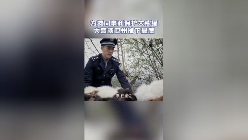 阿坝一家人： 在救助大熊猫的过程中，同事失足，杨卫州为了救同事而掉下悬崖 #电影种草指南短视频大赛#