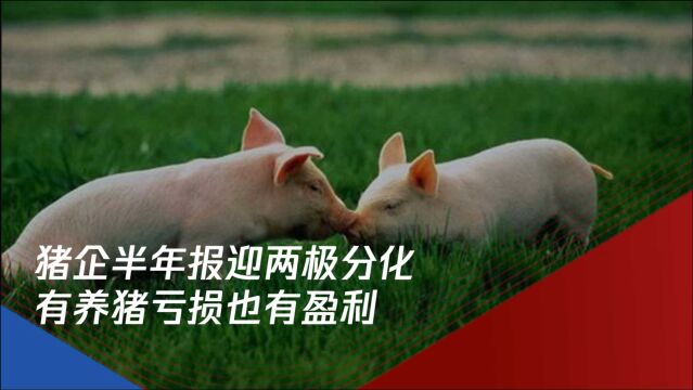 猪企半年报两极分化:新希望亏损30亿 牧原大赚100亿