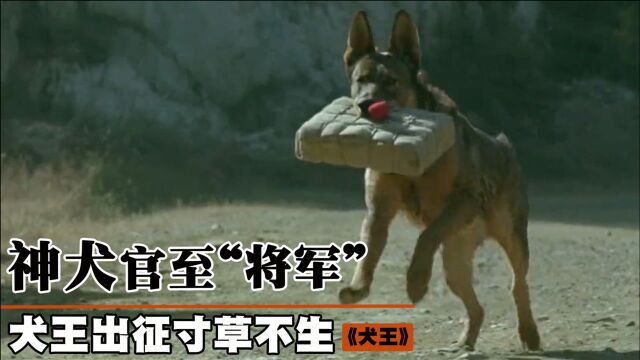 犬王为救主人不幸身亡,两只幼犬为复仇灭掉敌军一个团!催泪片