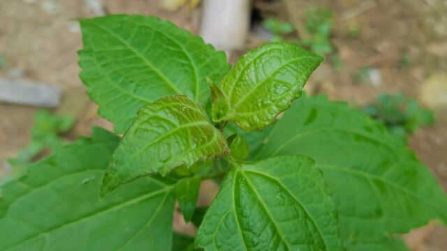 这种植物叶子长得很漂亮,它叫马鹿草!是一种野生中草药材,来认识一下吧