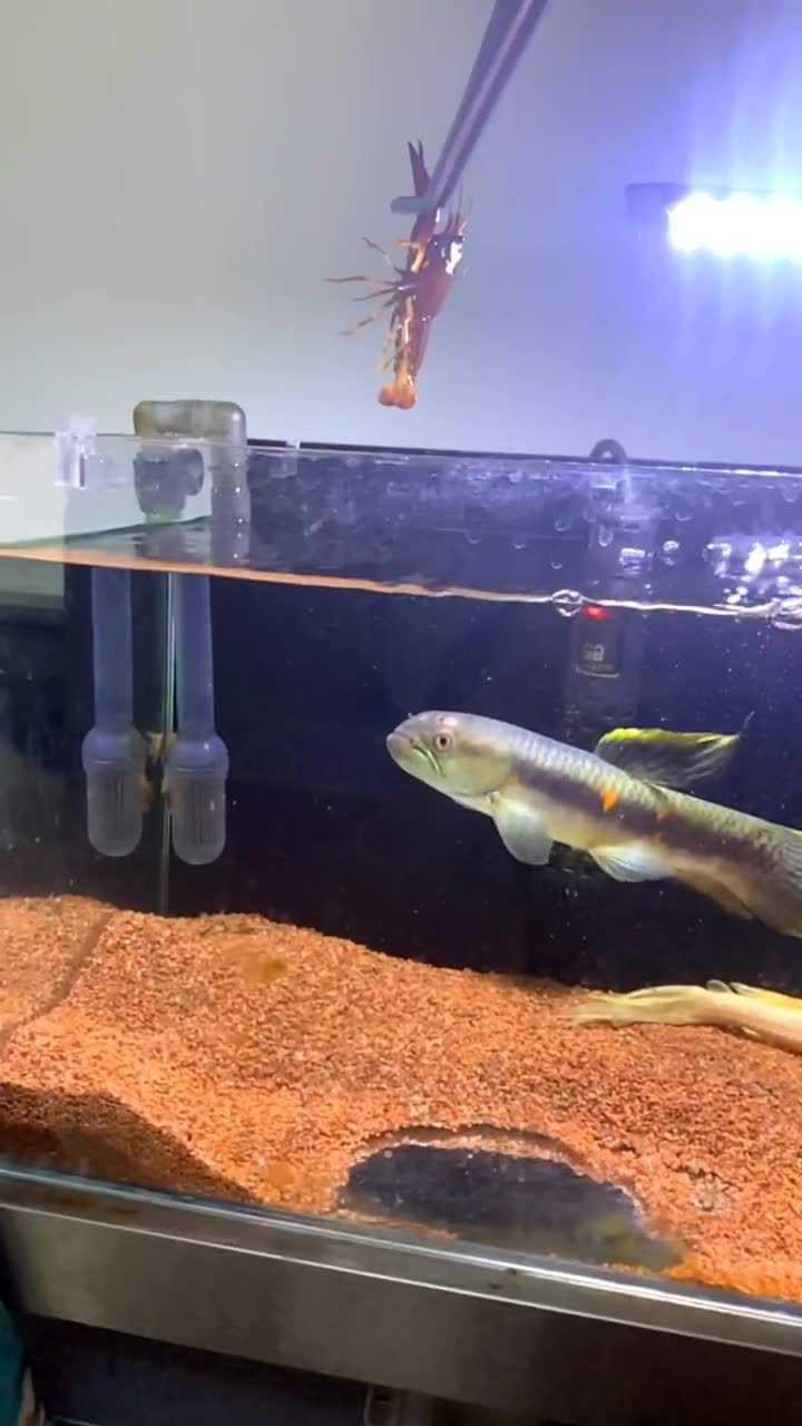 牙鱼的死亡翻滚