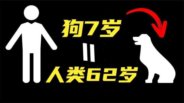 9个关于狗狗的真相,狗狗的7岁相当于人类62岁? #知识ˆ’知识抢先知#