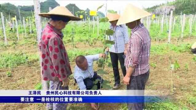 贞丰永丰街道:发展猕猴桃产业助力乡村振兴