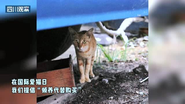 国际爱猫日丨愿它们有个温暖的“家”