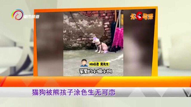 猫狗被熊孩子涂色生无可恋