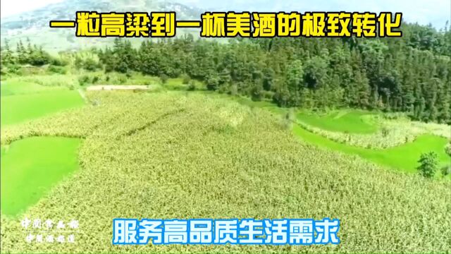 茅台镇盛酱酒业有限公司抓品质先种植高粱|叶歌观酒