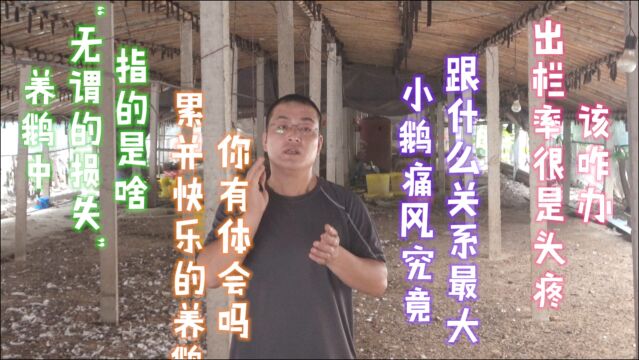 养鹅实战经验,无缝隙分享给你,让你轻松养鹅