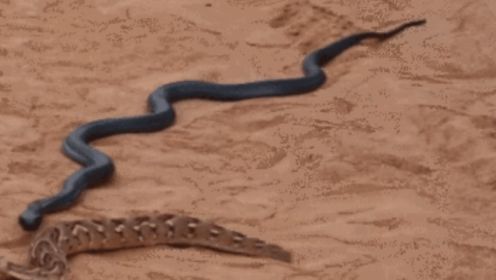 响尾蛇认怂躲进洞里，沙漠王蛇紧追不放，下一秒却遇到尴尬一幕