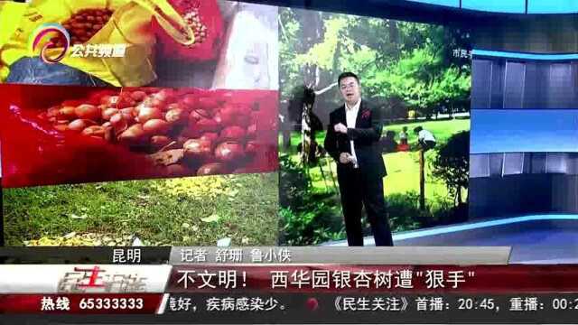 不文明!西华园银杏树遭“狠手”