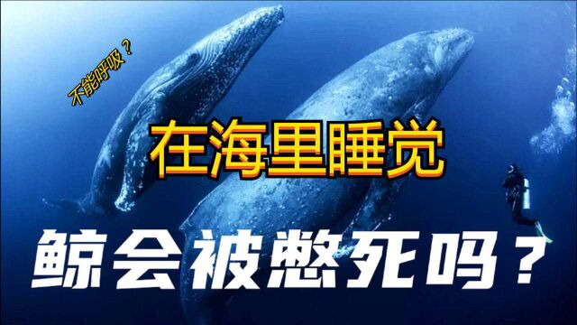 连呼吸都要浮出水面的鲸鱼,在海里睡觉,为什么不会被憋死?