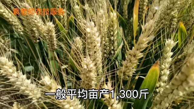 这个小麦新品种抗寒抗倒又高产,年种植面积超300万亩