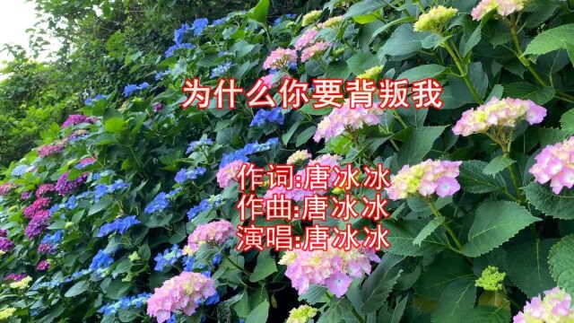 唐冰冰一曲《为什么你要背叛我》节奏动感欢快,好听醉人!