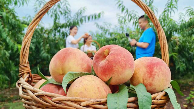 四川内江:金秋蜜桃丰收 吸引游客采摘