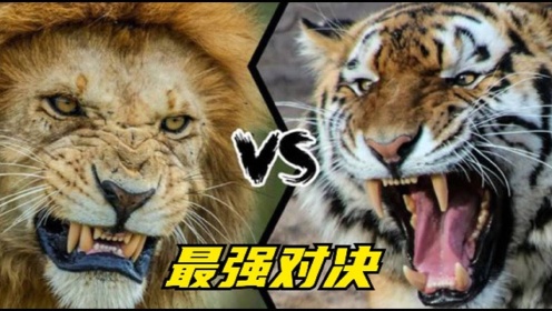雄狮与老虎的生死大战，背后真相竟是人为？全面解析狮虎大战！
