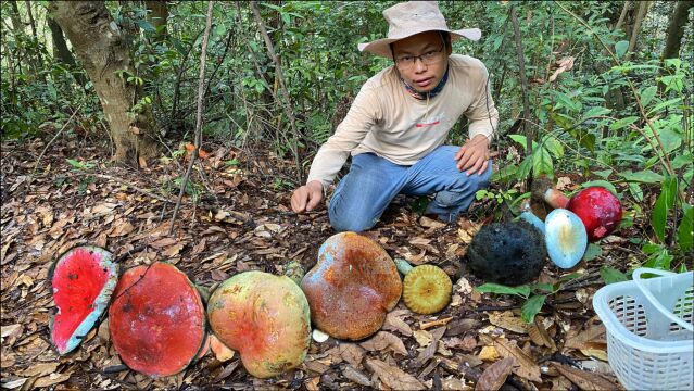 8种不同颜色的蘑菇,你能认出几种?第7种值1000元,其它有巨毒