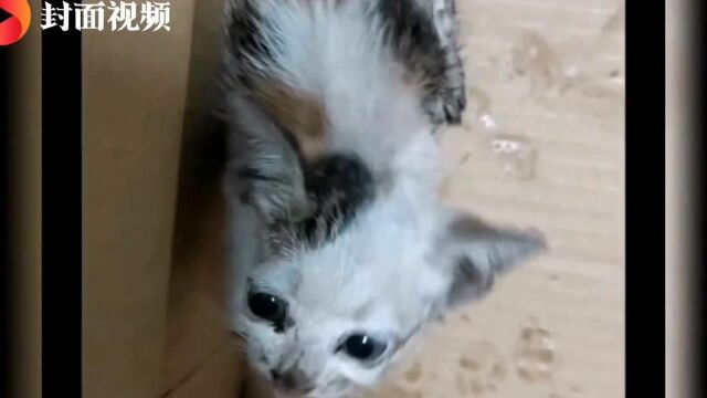 东莞一男子收养猫咪后要挟原主人 不给裸照和钱就虐杀猫咪