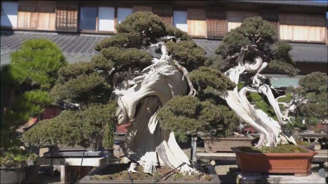 “白骨”盆景舍利干,人工精心雕琢,悟道法自然,品盆间方寸