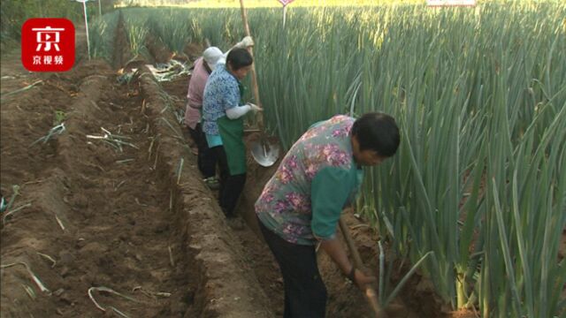 郁郁“葱葱”!平谷“京东第一葱”喜获丰收