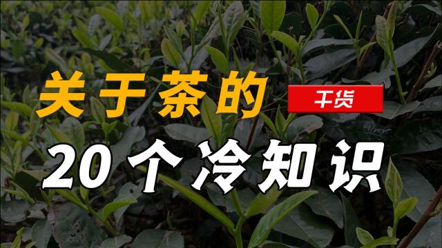 关于茶的20个冷知识,入门必备,进阶避坑