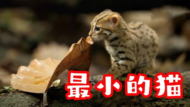 世界上最小的猫,性格和体型有着强烈反差!网友:这就是反差萌?#知识ˆ’知识抢先知#