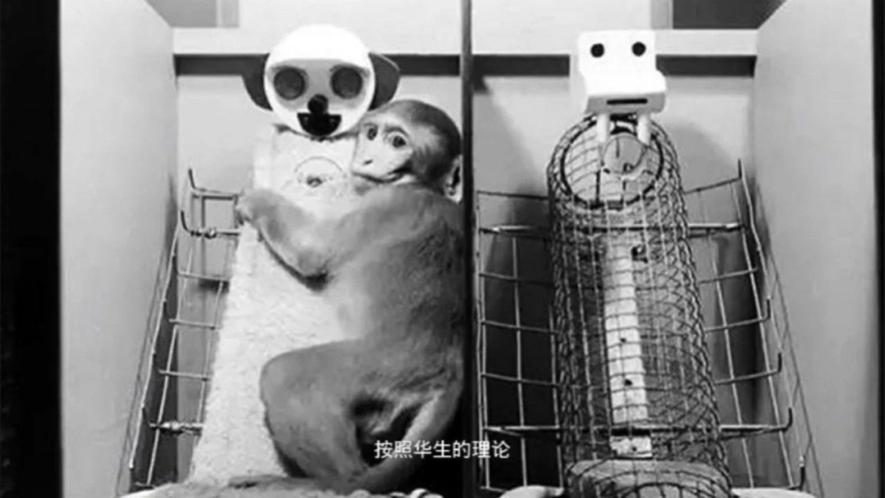 恒河猴实验_高清10