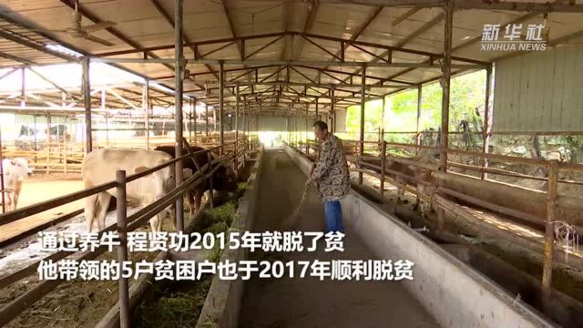 湖北嘉鱼:“组团养牛”奔小康