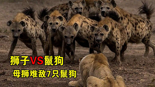 狮子vs鬣狗!母狮难敌7只鬣狗,雄狮施展"威压"为妻儿救场