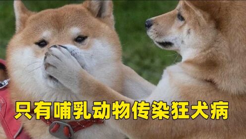 [图]狂犬病病死率几乎100% 被哪些动物咬伤易致狂犬病