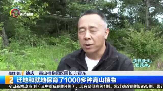 香格里拉高山植物园致力于生物多样性保护