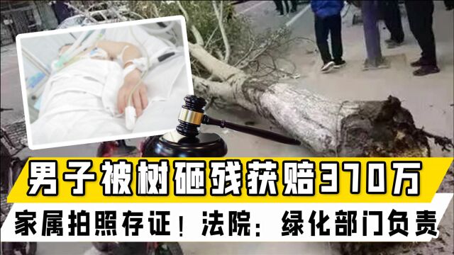 河北一男子被大树砸残获赔370万,家属拍照存证!法院:绿化部门负责