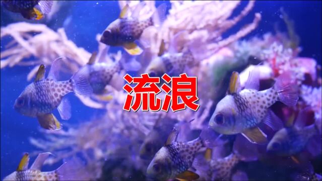 分享一首《流浪(DJ何鹏版)》