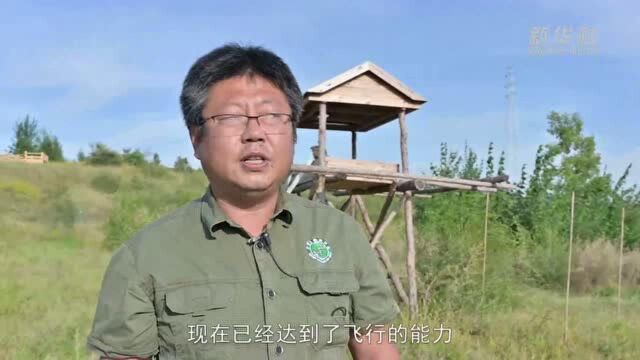 世界动物日|野生动物的超级“奶爸”