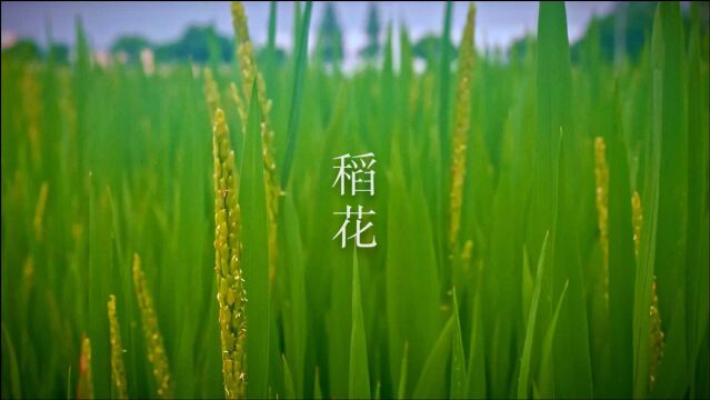 稻花@角落JIAOLUO