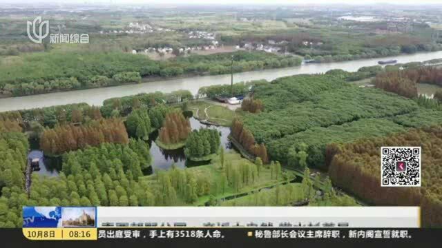 青西郊野公园:亲近大自然 赏水杉美景