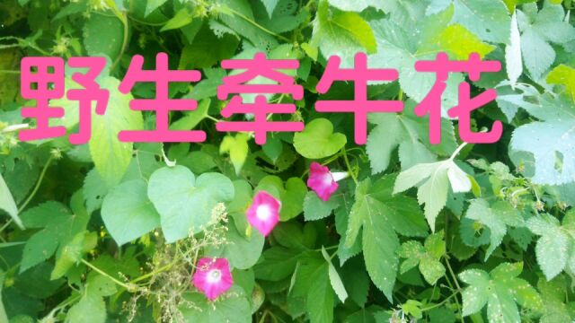 野生牵牛花,它的种子可是个宝贝,你知道它有什么药用价值吗