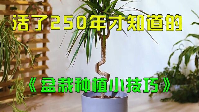 活了250年才知道的盆栽种植小技巧,学会了人参果都能让你种出来!!!