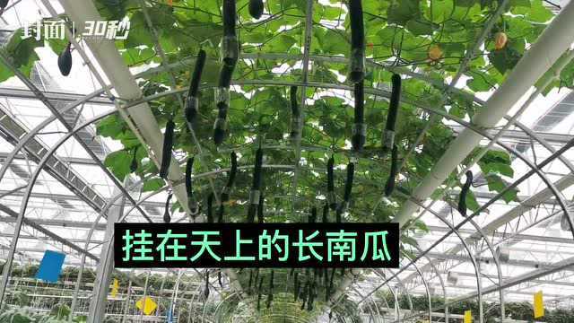 30秒丨看个稀奇!四川凉山“最具少女心”的芹菜长这样