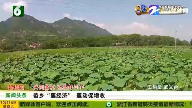 共同富裕 浙里好日子 畲乡“莲经济”莲动促增收